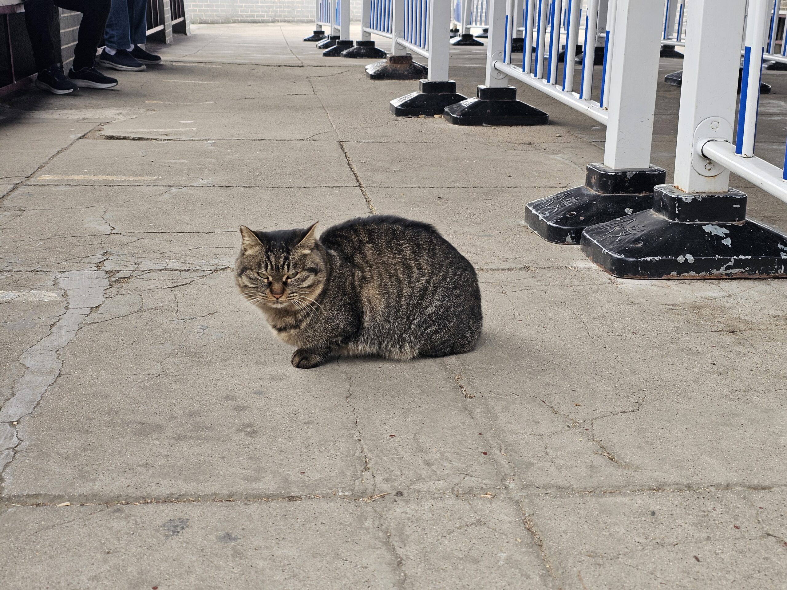 万里の長城の猫